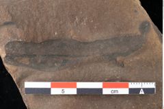 Foto (Detailansicht) von Xylomites lignitum Ettingshausen (NHMW-GEO-2024-0188-0052)
